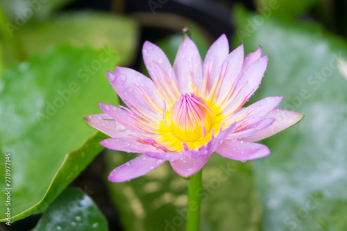 Pink lotus flowers with droplets blooming in lotus pond selective focus blurred green leaf background.water lily aquatic plants for worship