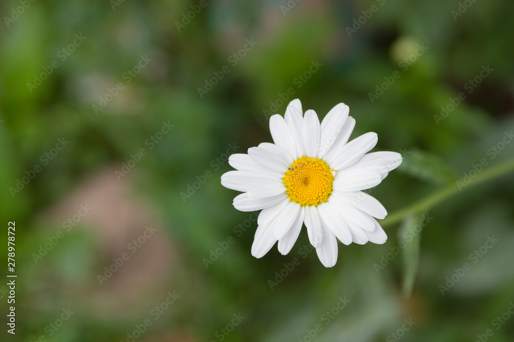 Obraz premium white daisy flower