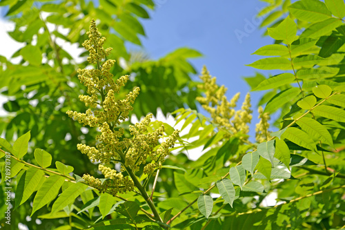 Photos The blossoming poison ivy tannic (Rhus coriaria L