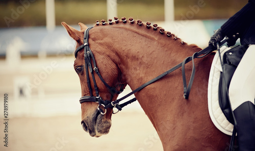 Equestrian sport. Portrait sports stallion iin the double bridle. © Azaliya (Elya Vatel)