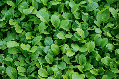 Green salad vegetables grow in plots