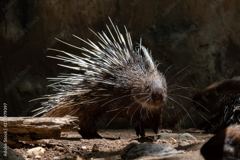 Malayan Porcupine
