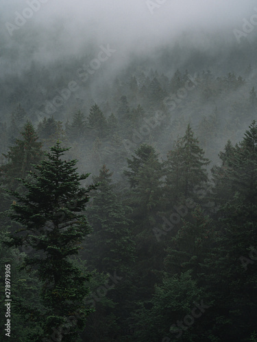 fog in the forest, mystical landscape, aerial view