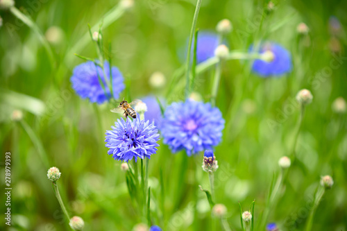 Bees gather nectar amongst purple blue wildflowers