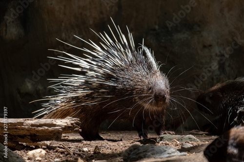 Obraz na płótnie Malayan Porcupine w salonie