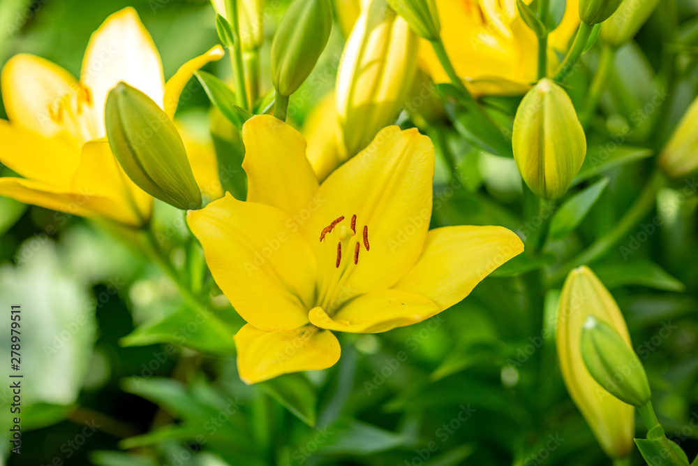 colorful lilies in the garden shot on a clear summer evening colorful lilies in the garden shot on a clear summer evening