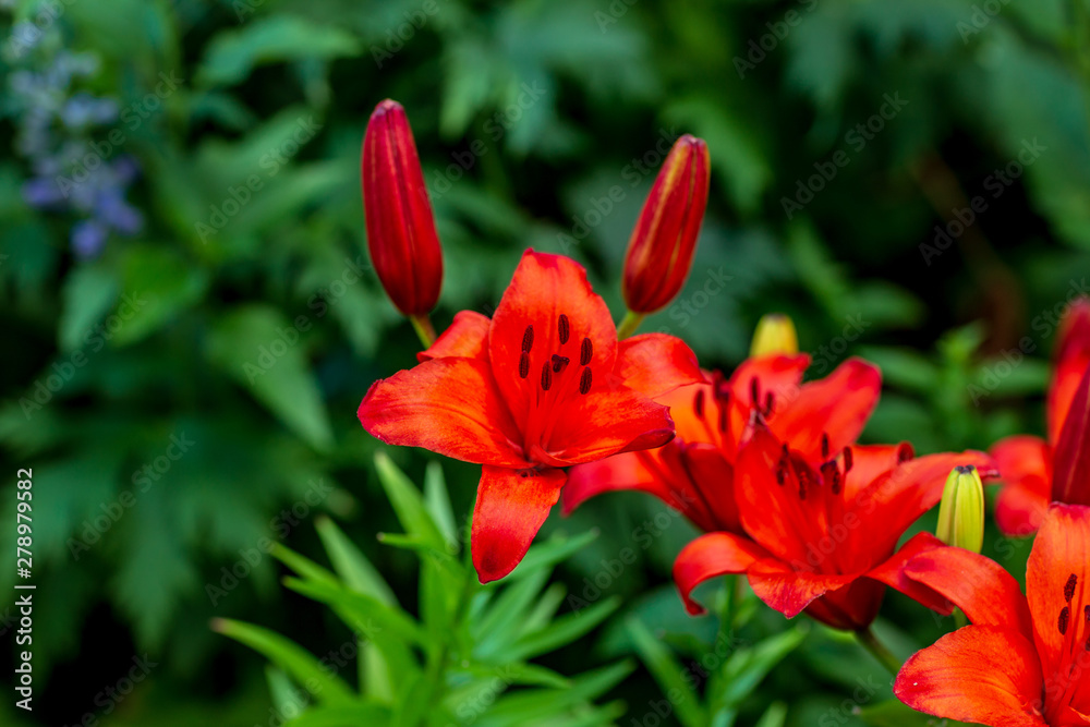colorful lilies in the garden shot on a clear summer evening colorful lilies in the garden shot on a clear summer evening