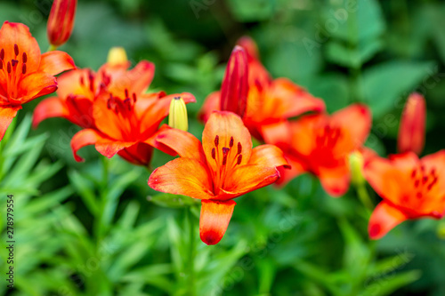 colorful lilies in the garden shot on a clear summer evening © artem