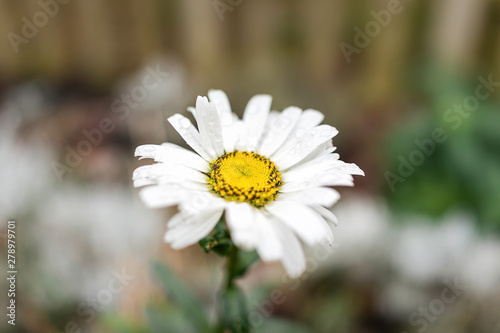 One white daisy chamomile flower wildflower macro closeup with rain water drops dew and detail texture