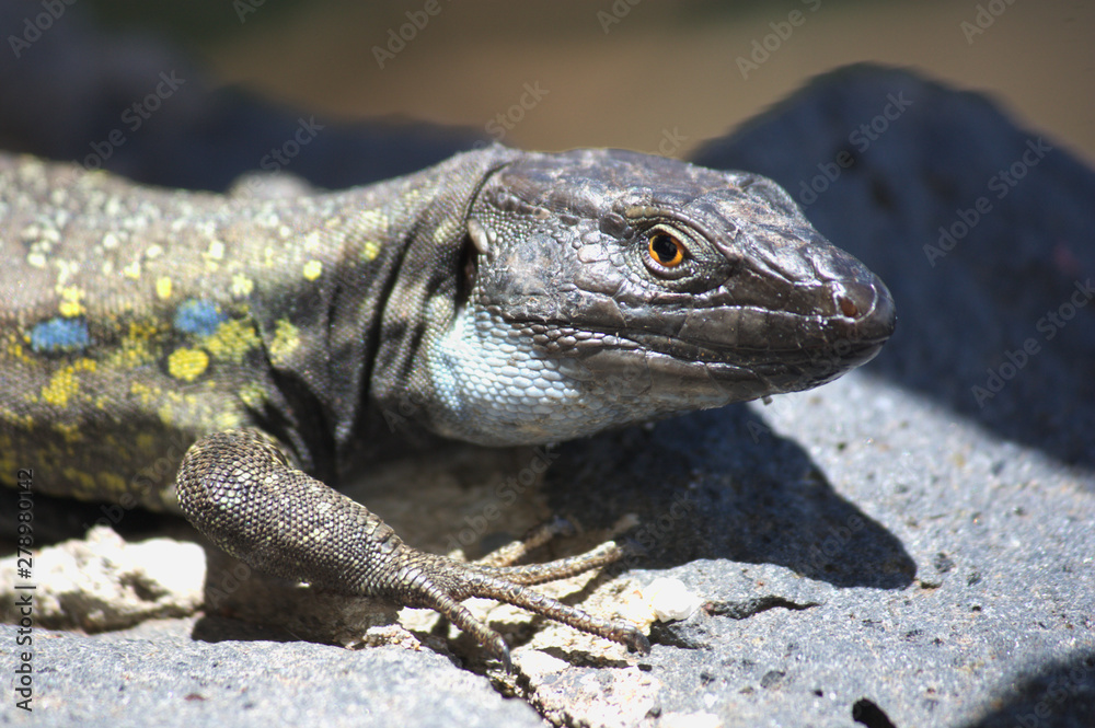 Male lizard from the island of Tenerife known as Gallotia galloti. Male lizard from the island of Tenerife known as Gallotia galloti.