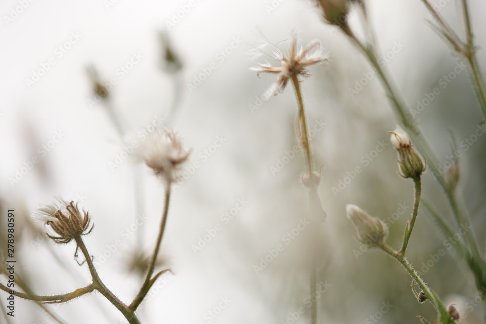 Part of a soft dandelion field close up on a natural foggy background. Part of a soft dandelion field close up on a natural foggy background.