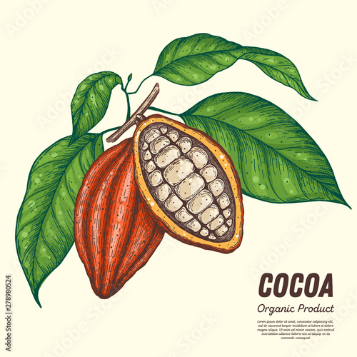 Cocoa beans vector illustration. Hand drawn. Chocolate design. Chocolate beans. Vintage illustration. Cocoa pod.