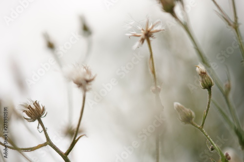 Part of a soft dandelion field close up on a natural foggy background.