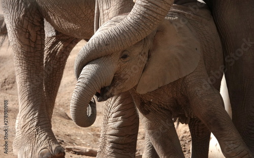 Photography Baby elephant hugged by his mother