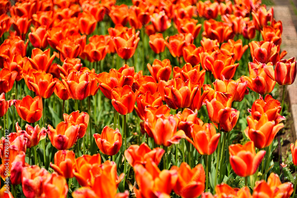 Red tulips in Yokosuka Umikaze Park, Japan. Red tulips in Yokosuka Umikaze Park, Japan.