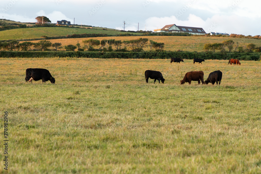 cows grazing in the fields cows grazing in the fields