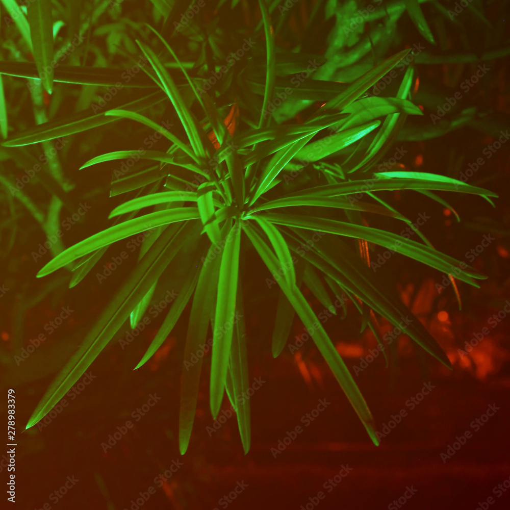 Fototapeta premium Exotic bush under the night sky.