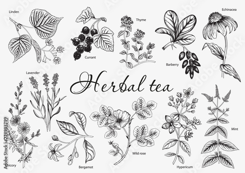 Fototapeta Naklejka Na Ścianę i Meble -  Wild flowers. Herbal tea. Vector illustration.
