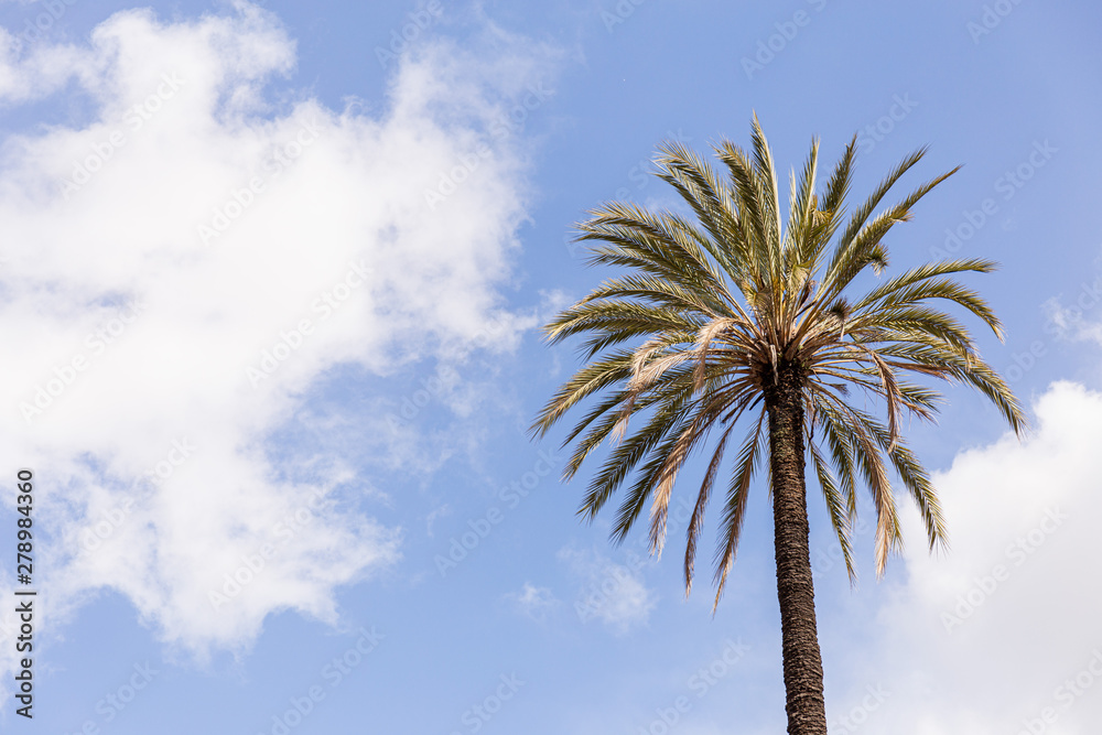 Fototapeta premium Palm tree under blue sky with clouds in Rome, Italy
