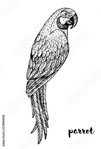 Ara parrot sketch, vector illustration. Hand drawn parrot bird. Macaw engraved illustration. Hand drawn sketch.
