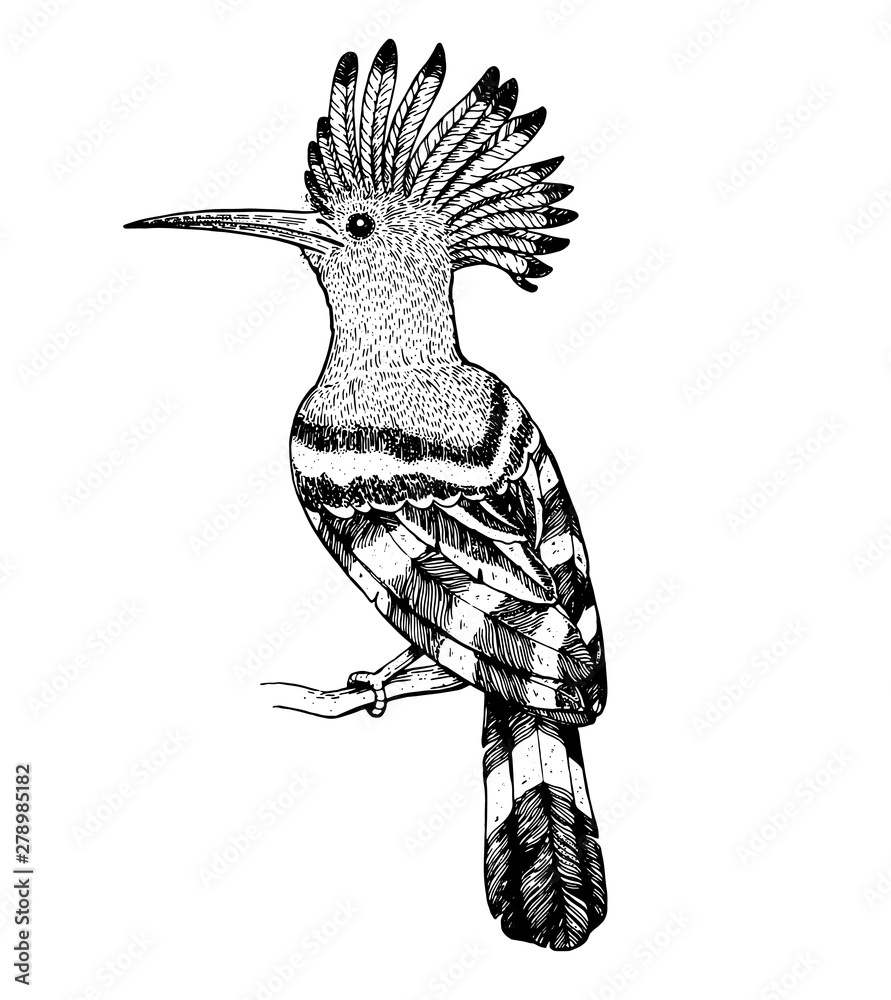 Hoopoe sketch, vector illustration. Hand drawn hoopoe bird. Engraved  illustration. Hoopoe sitting on a branch. Hand drawn sketch. Векторный  объект Stock | Adobe Stock