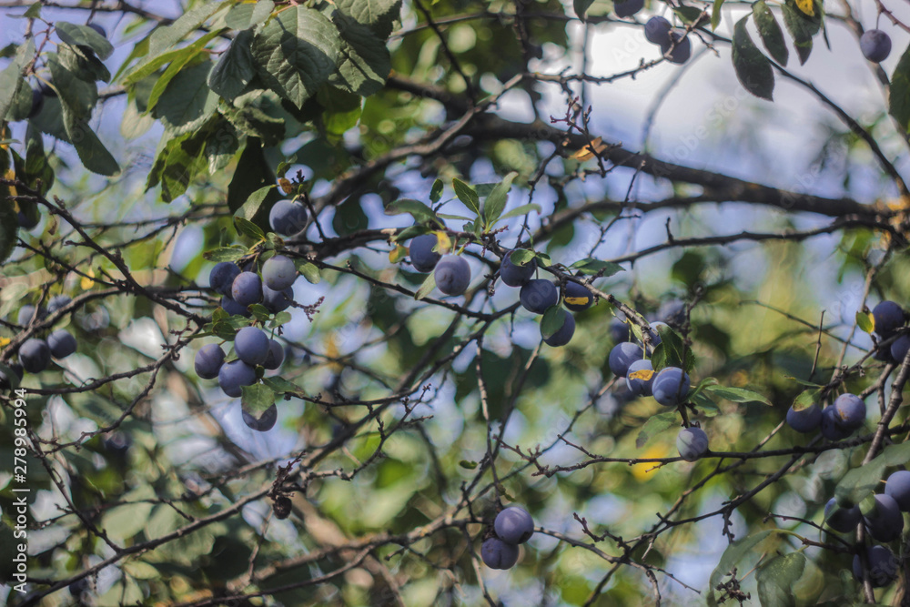 leaves of tree in spring plum leaves of tree in spring plum