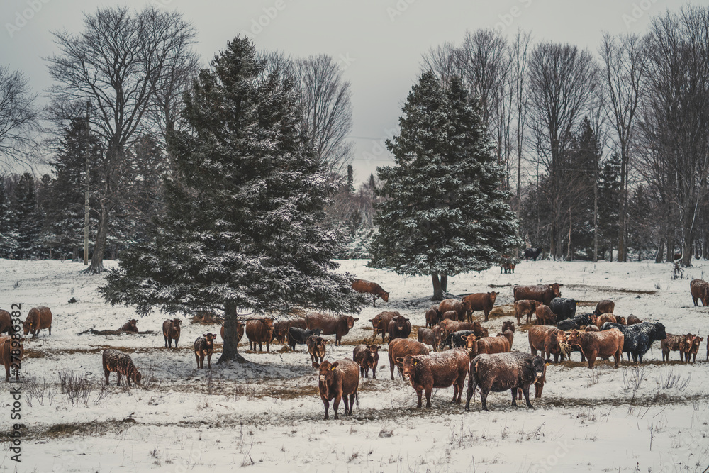 Group of cattle standing on snowy landscape Group of cattle standing on snowy landscape