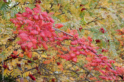 Beautiful branches of rowan-tree in the autumn park. Seasons of the year.