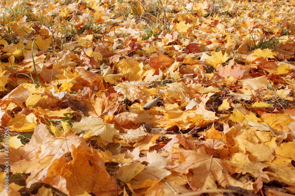 Yellow and orange maple leaves are lying on grass in the autumn park. Autumn background. Yellow and orange maple leaves are lying on grass in the autumn park. Autumn background.