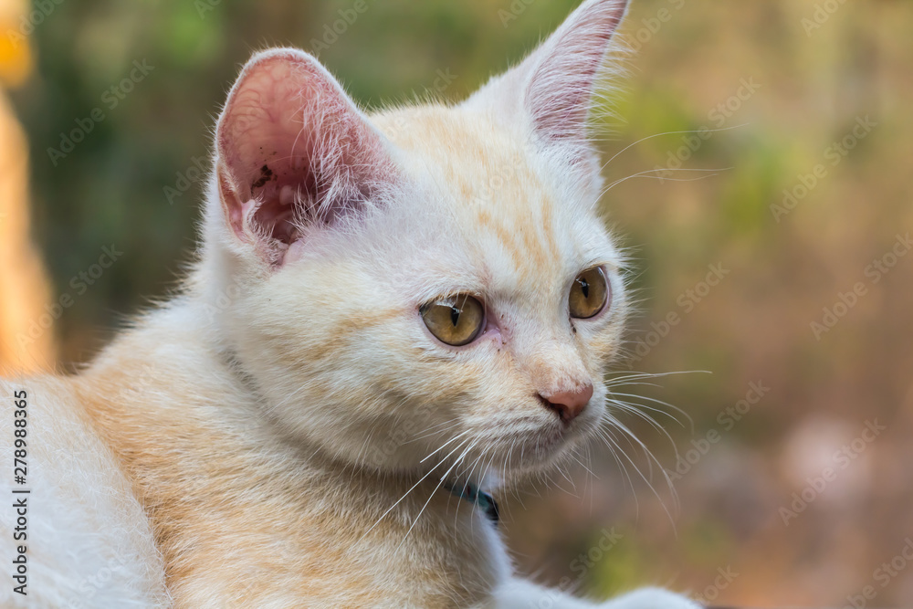 Obraz premium A cute little pet cat that is naughty.