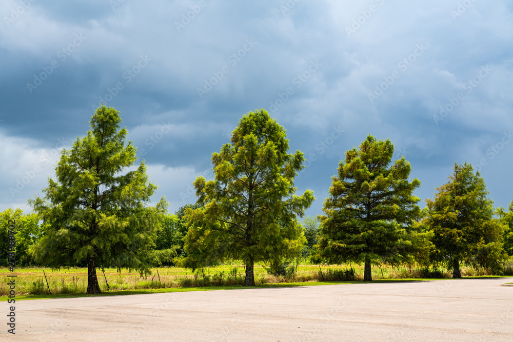 Trees on stormy day in Texas 