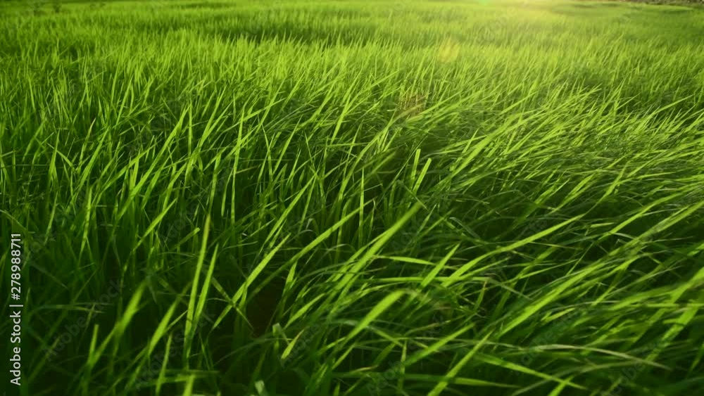 Blowing and swinging grass leafs in the wind breezing at rice farm with 4K video clip. Blowing and swinging grass leafs in the wind breezing at rice farm with 4K video clip.