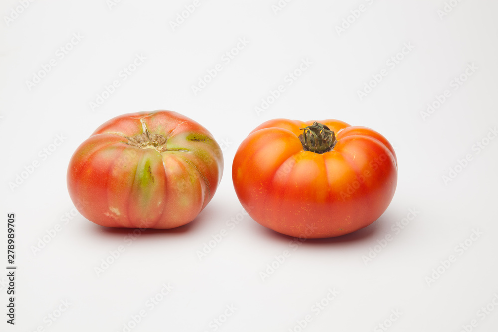 Tomates ecológicos recién cogidos del huerto para ser llevado a la mesa para ser comido ya sea cruzo en zumo o bien cocinado en salsa, mermelada, sofrito, relleno o como acompañamiento Tomates ecológicos recién cogidos del huerto para ser llevado a la mesa para ser comido ya sea cruzo en zumo o bien cocinado en salsa, mermelada, sofrito, relleno o como acompañamiento