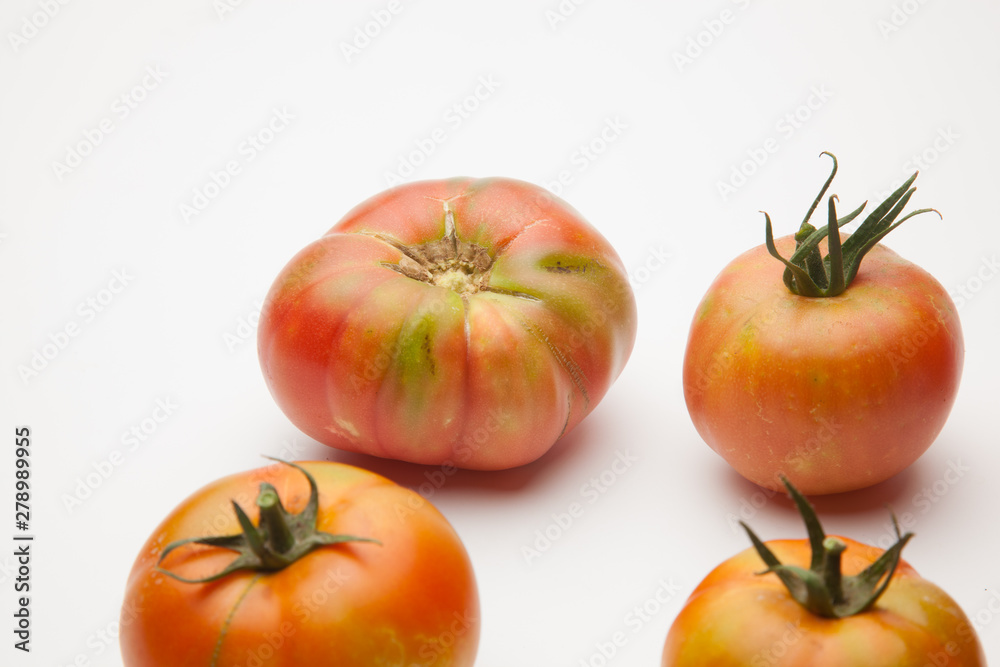 Tomates ecológicos recién cogidos del huerto para ser llevado a la mesa para ser comido ya sea cruzo en zumo o bien cocinado en salsa, mermelada, sofrito, relleno o como acompañamiento Tomates ecológicos recién cogidos del huerto para ser llevado a la mesa para ser comido ya sea cruzo en zumo o bien cocinado en salsa, mermelada, sofrito, relleno o como acompañamiento