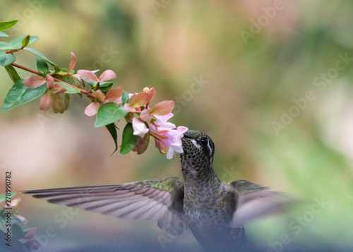 Blue-Throated Hummingbird (Lampornis clemenciae) Feeding in Flight photo