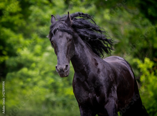 A beautiful Friesian stallion with a long mane runs free © Елизавета Мяловская