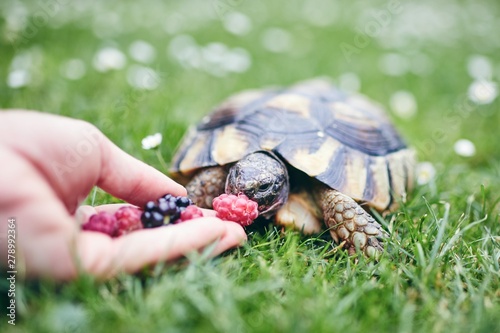 Raspberry and blackberry for home turtle photo