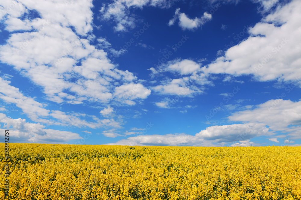 Obraz premium yellow field of oilseed rape