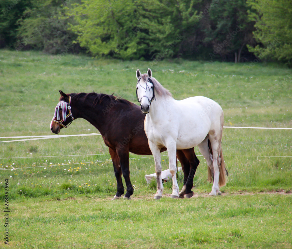 Pferd, Pferde auf einer Koppel, Weide Pferd, Pferde auf einer Koppel, Weide