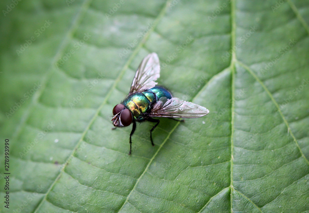 Macro einer Fliege Macro einer Fliege