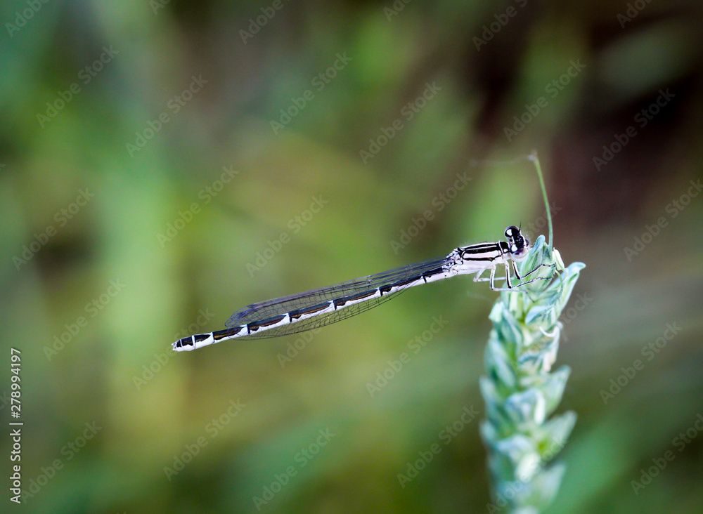 Kleinlibelle, Libelle, Macro einer Libelle Kleinlibelle, Libelle, Macro einer Libelle