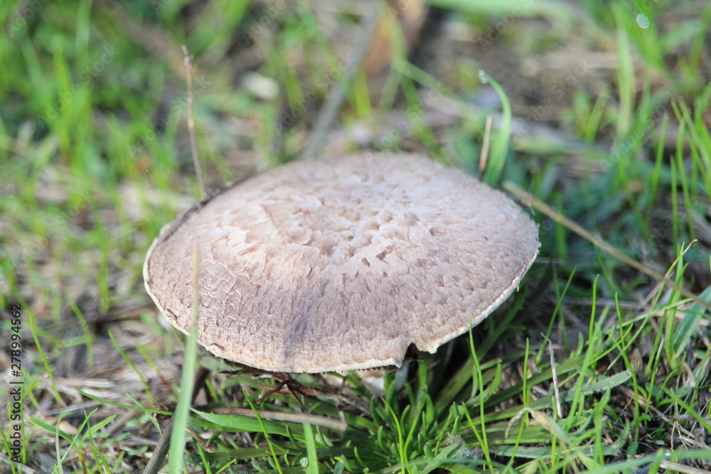 Wonderful mushrooms after the rain, born with the sun Wonderful mushrooms after the rain, born with the sun