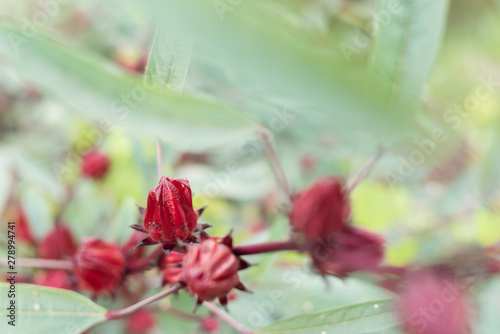 red roselle flowers