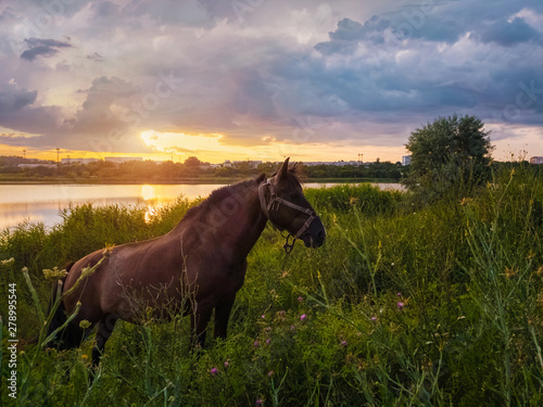 Brown horse grazing on a green grass field over sunset sky background. Rural scene with a stallion on pasture at sundown © psychoshadow