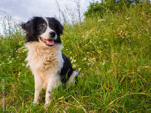 Happy dog seated on the grass in the middle of the nature looking around enjoying the silence of a sunny day