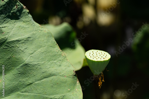 green seed pod of lotus photo