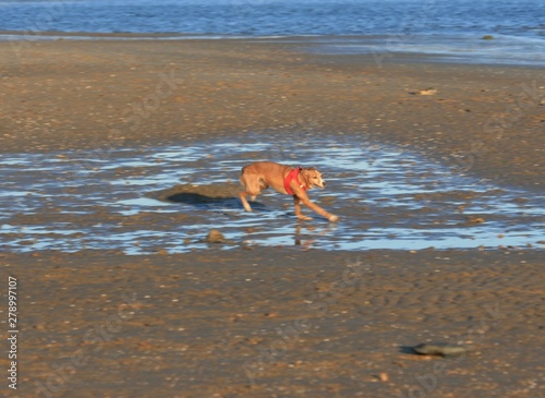 dog walking in the beach