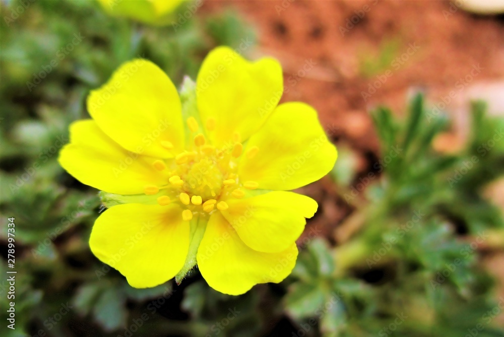 Gros plan en extérieur d'une fleur jaune vif de potentille rampante (Potentilla reptans) à 7 pétales. Feuillage vert sombre flouté en arrière-plan. Bourgogne, France. Printemps 2019. Gros plan en extérieur d'une fleur jaune vif de potentille rampante (Potentilla reptans) à 7 pétales. Feuillage vert sombre flouté en arrière-plan. Bourgogne, France. Printemps 2019.