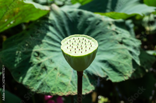 green seed pod of lotus photo