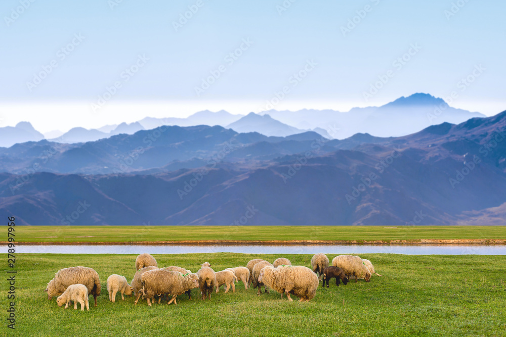 Obraz premium Sheep and goats graze on green grass in spring